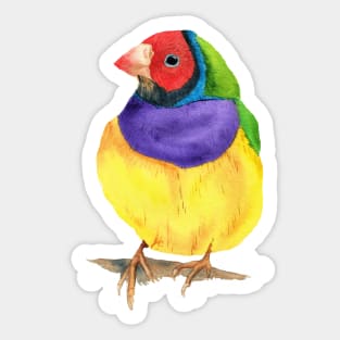 Gouldian finch watercolor Sticker